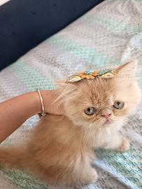 Gatto persiano
