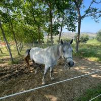 Cavallo ARABO (incrocio) NON DOMATO