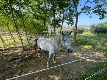 Cavallo ARABO (incrocio) NON DOMATO