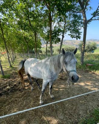 Cavallo ARABO (incrocio) NON DOMATO