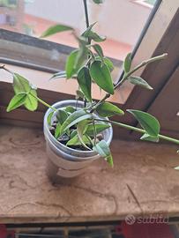 hoya bella 