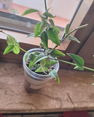 hoya bella 