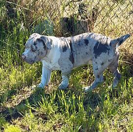 American bully