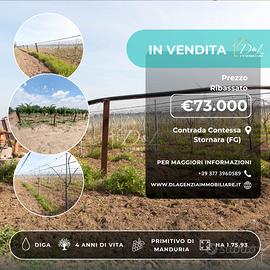 Vigneto di HA 1.75 In Contrada Contessa - Stornara