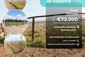 Vigneto di HA 1.75 In Contrada Contessa - Stornara