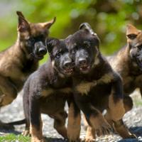 Cuccioli di Pastore Tedesco di linee da lavoro