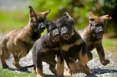Cuccioli di Pastore Tedesco di linee da lavoro