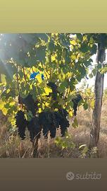 uva da fare il vino 