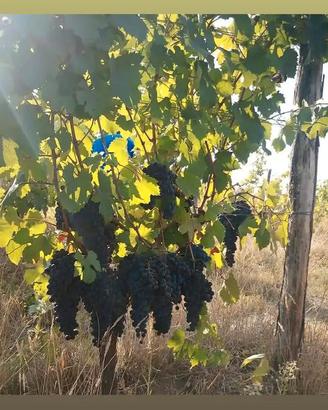 uva da fare il vino 