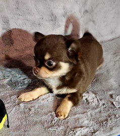 Chihuahua maschietti