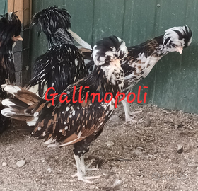 Padovane tricolori e nero orlo bianco