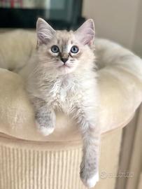 Ragdoll cucciola