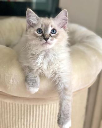Ragdoll cucciola