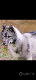 Cuccioli di Husky