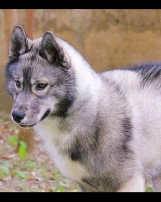 Cuccioli di Husky