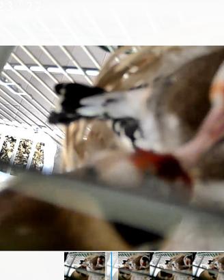 Coppia cardellini tuschi sciarpati