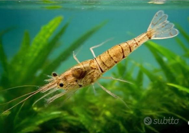 Caridina Nativa Palaemonetes variante ORANGE