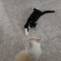 Micio di sei mesi bicolore