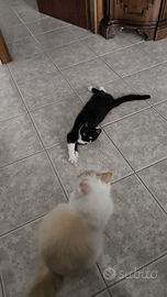 Micio di sei mesi bicolore