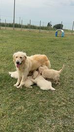 Golden retriever cuccioli selezionati