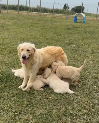 Golden retriever cuccioli selezionati