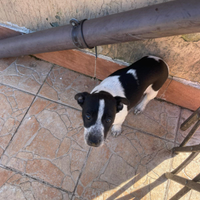 Cucciolo trovato