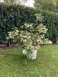 SCHEFFLERA GOLD CAPELLA, SEMPREVERDE