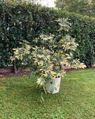 SCHEFFLERA GOLD CAPELLA, SEMPREVERDE