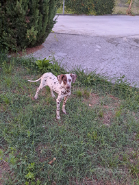Cucciola di dalmata