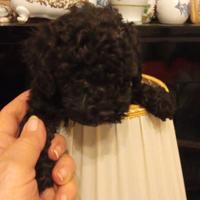 Barboncina tea cup nera