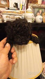 Barboncina tea cup nera