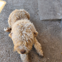 Lagotto romagnolo