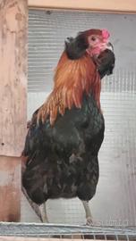 Animali da bellezza