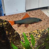 Pesci tropicali
