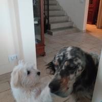 Dog sitter