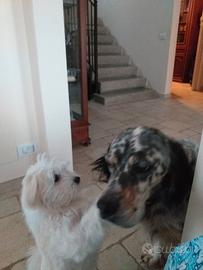 Dog sitter