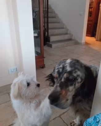 Dog sitter