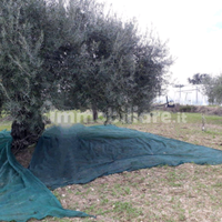 Terreno agricolo a Noto C.da Carcicena SP56