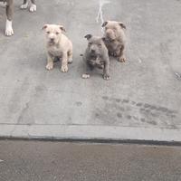Pitbull ukc