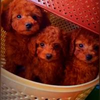 Cuccioli di barboncino, maltipoo e maltese