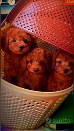 Cuccioli di barboncino, maltipoo e maltese