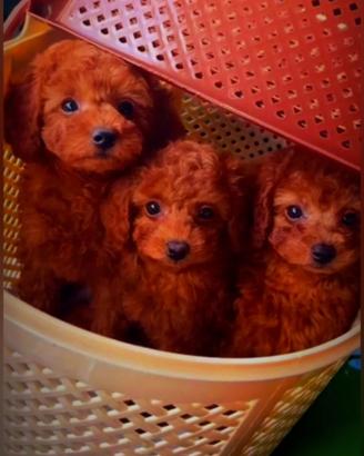 Cuccioli di barboncino, maltipoo e maltese