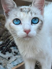 Gatto in adozione
