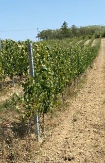 Vigneto e terreni