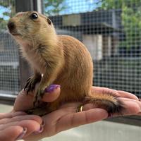 Cani della Prateria Baby