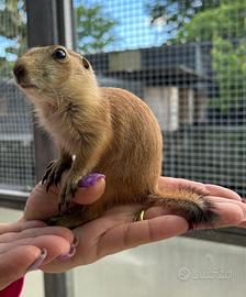 Cani della Prateria Baby