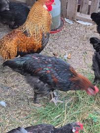 Galletti marans