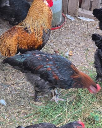 Galletti marans