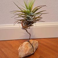 Pianta Aerea Tillandsia su Roccia