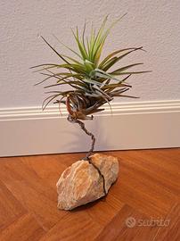 Pianta Aerea Tillandsia su Roccia